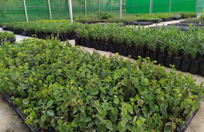 Imagen de Plantas para la donación en Vivero Taxus