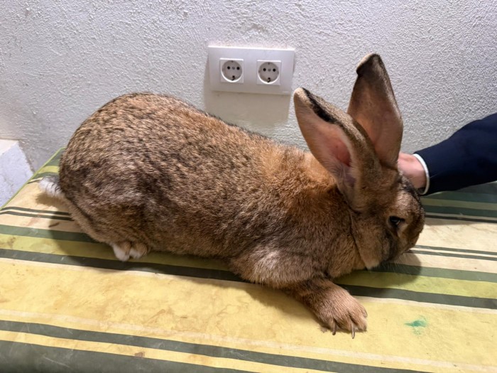 Romera y García conocen la cría del conejo gigante de España