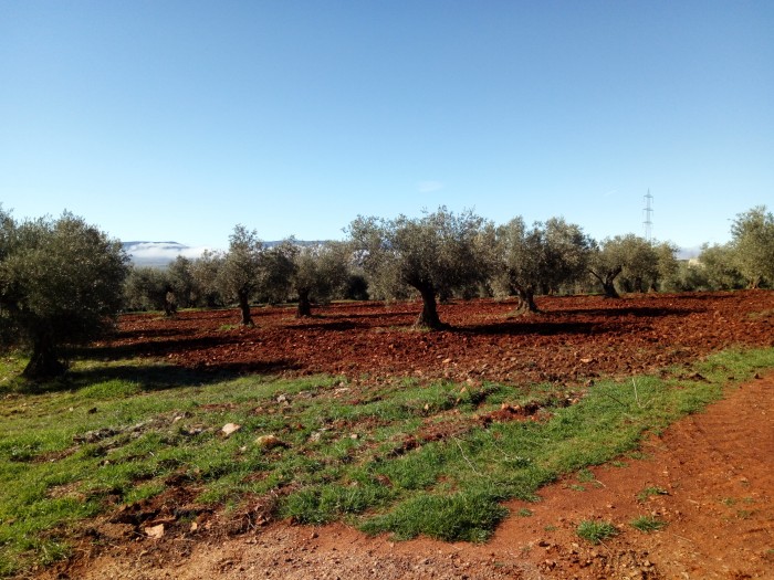 Agricultura ecológica en Toledo