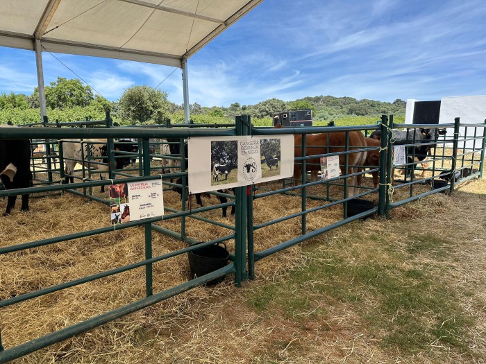 Imagen de 24052025 Feria Ganadera de Segurilla 4