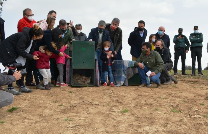 Imagen de Álvaro Gutiérrez en la suelta del lince ibérico en El Borril