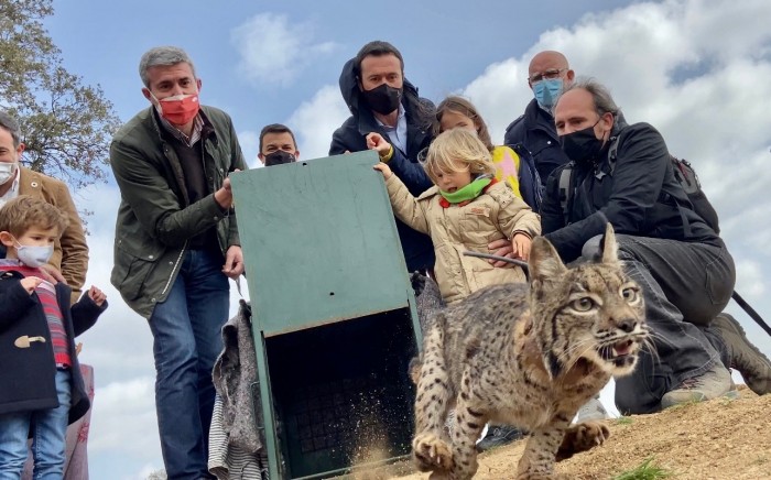 Imagen de Suelta de linces en El Borril