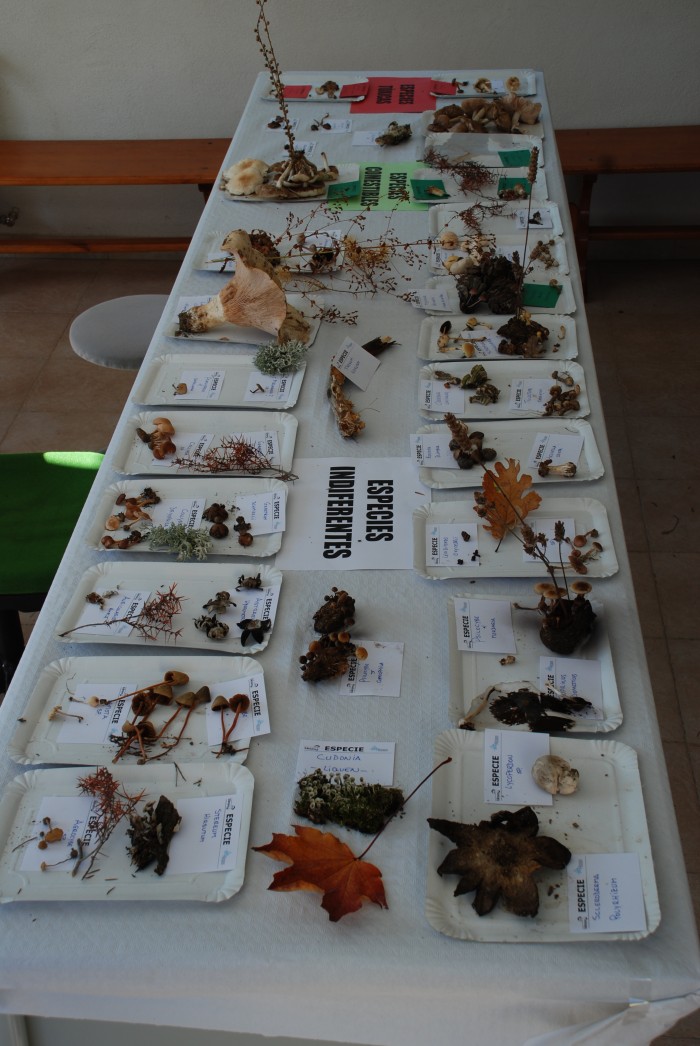 Imagen de Exposición micológica (1) (Navaluenga- Ávila) (7 de noviembre de 2011)